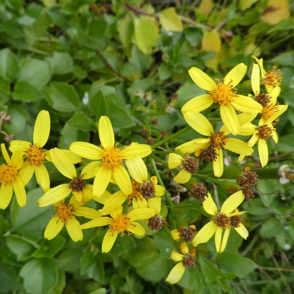 Senecio angulatus Flower