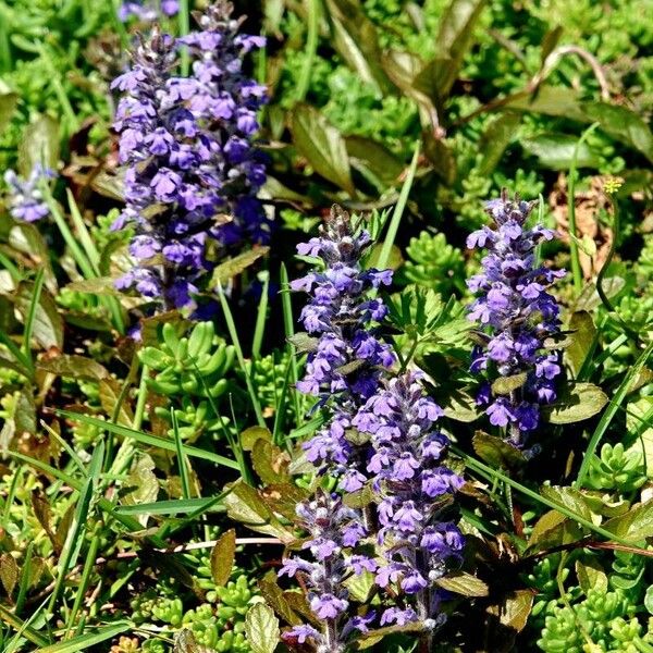 Ajuga genevensis Çiçek