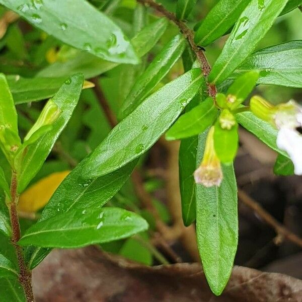 Cuphea hyssopifolia Lapas