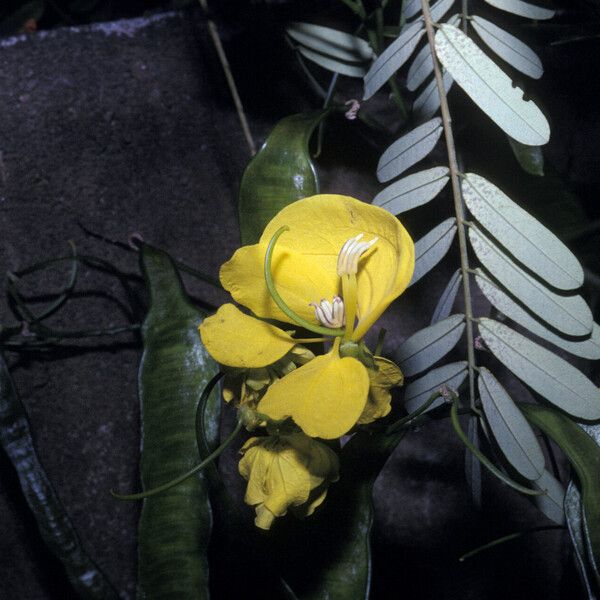 Senna multijuga Kvet
