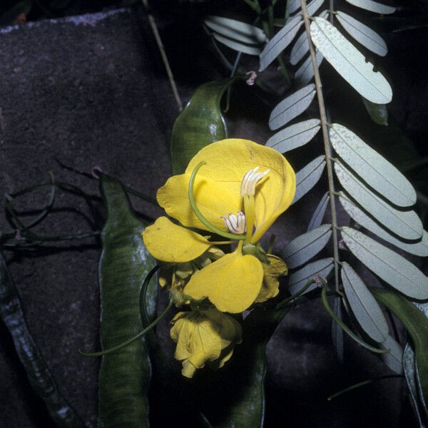 Senna multijuga 花