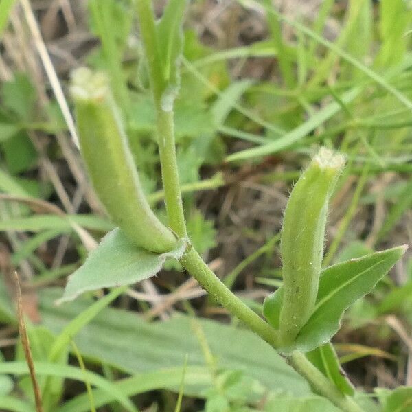 Oenothera stricta Kôra