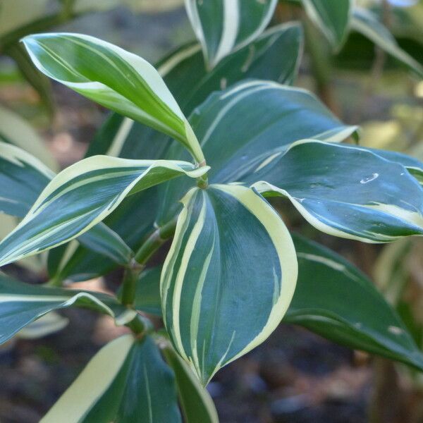 Hellenia speciosa Other