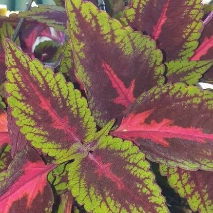 Plectranthus scutellarioides Blatt