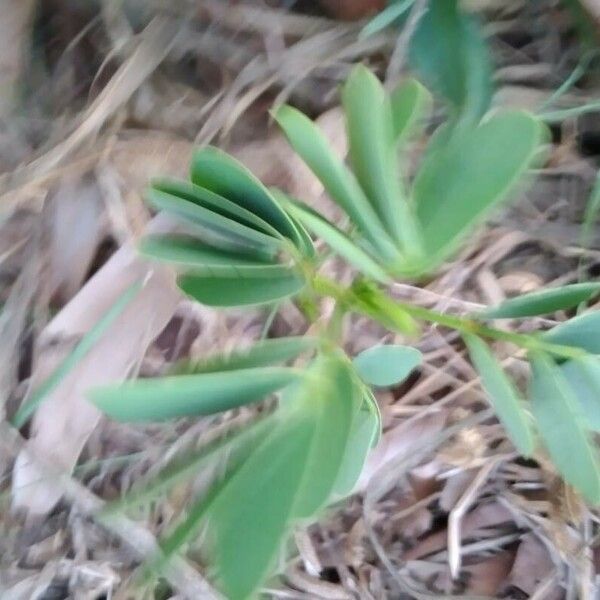 Senna obtusifolia Blatt