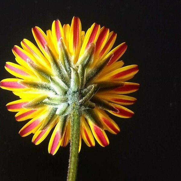 Crepis vesicaria Flor