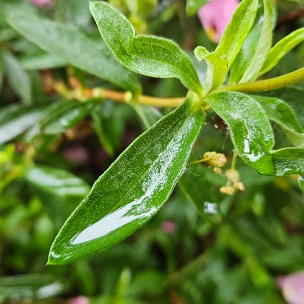 Cistus x purpureus Frunză