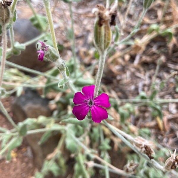 Lychnis coronaria Blomst