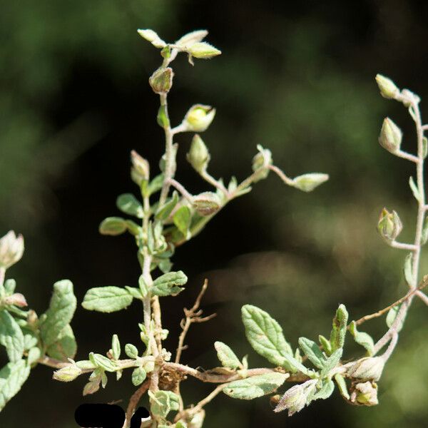 Helianthemum aegyptiacum 整株植物