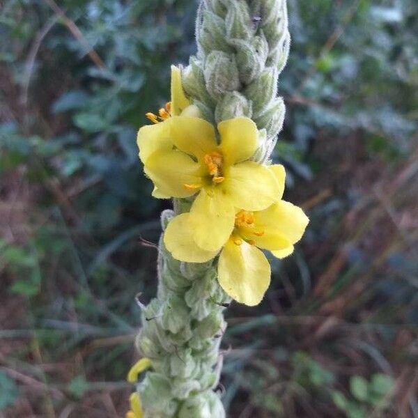 Verbascum thapsus Fiore