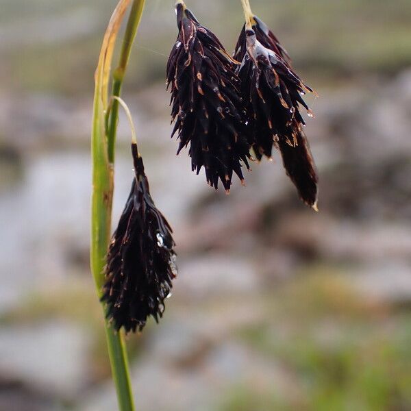 Carex atrofusca Fruit