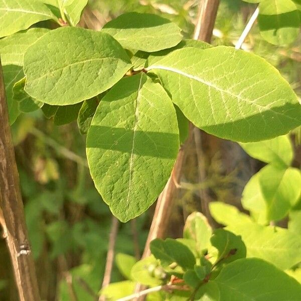 Lonicera nigra برگ