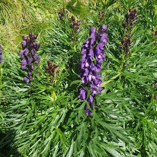 Aconitum napellus Blomst