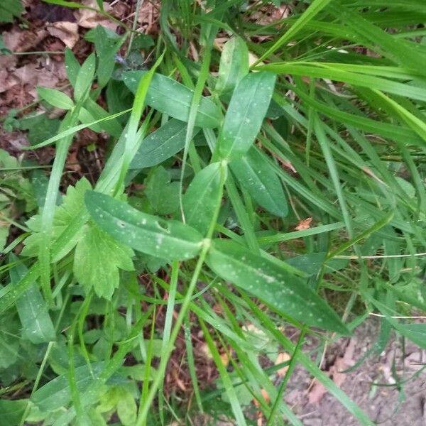 Silene vulgaris Blatt