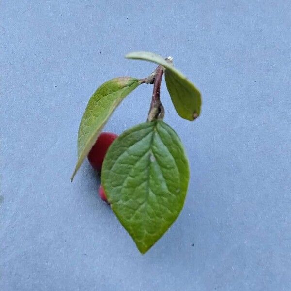 Cotoneaster integerrimus Fuelha