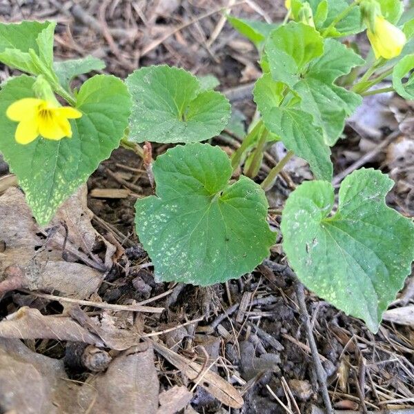 Viola pubescens Flower