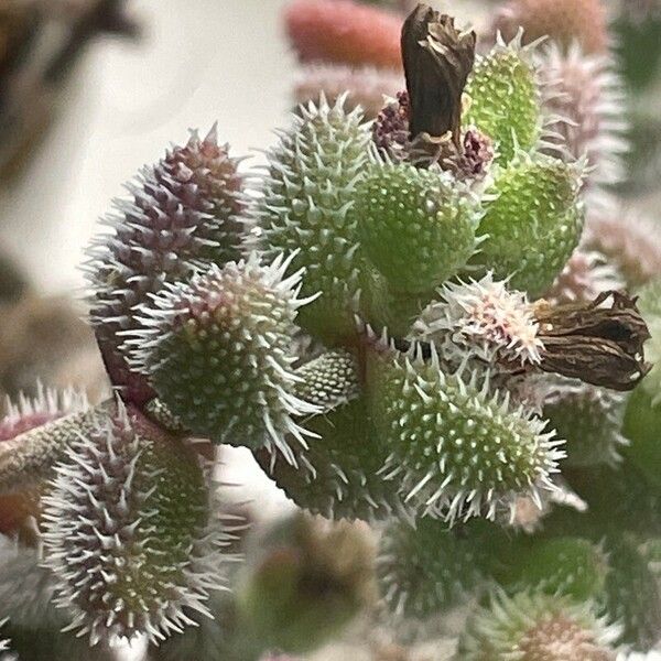 Delosperma echinatum 果實