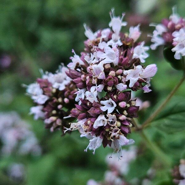 Origanum vulgare 花