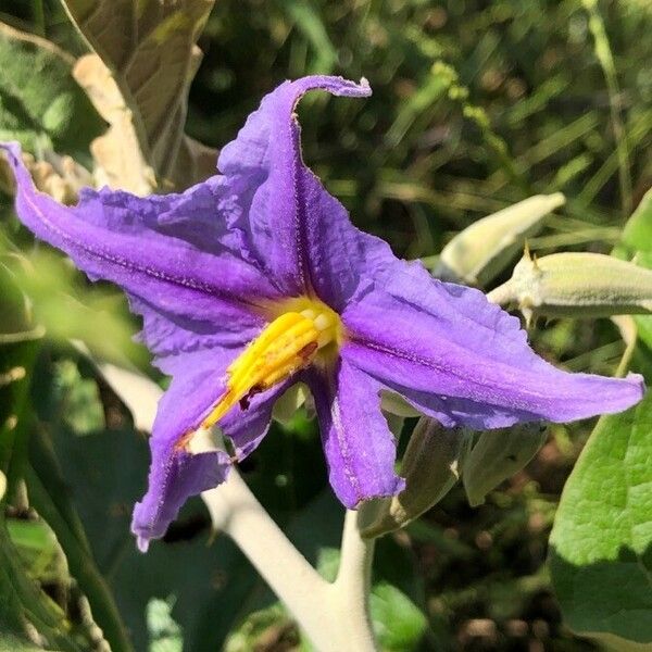 Solanum lycocarpum Цвят