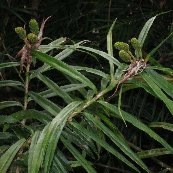 Freycinetia cumingiana Alkat (teljes növény)