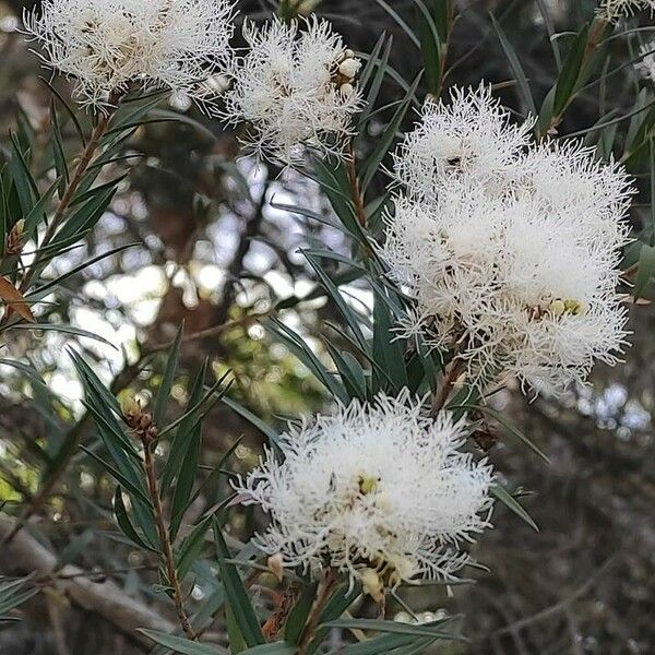 Melaleuca linariifolia फूल