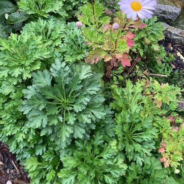 Chrysanthemum zawadzkii 整株植物