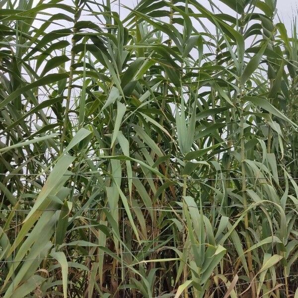 Arundo donax Leaf