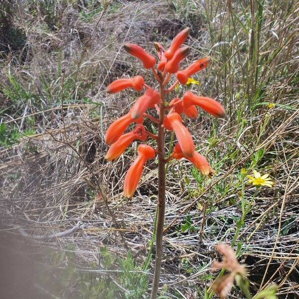 Aloe amudatensis Cvet