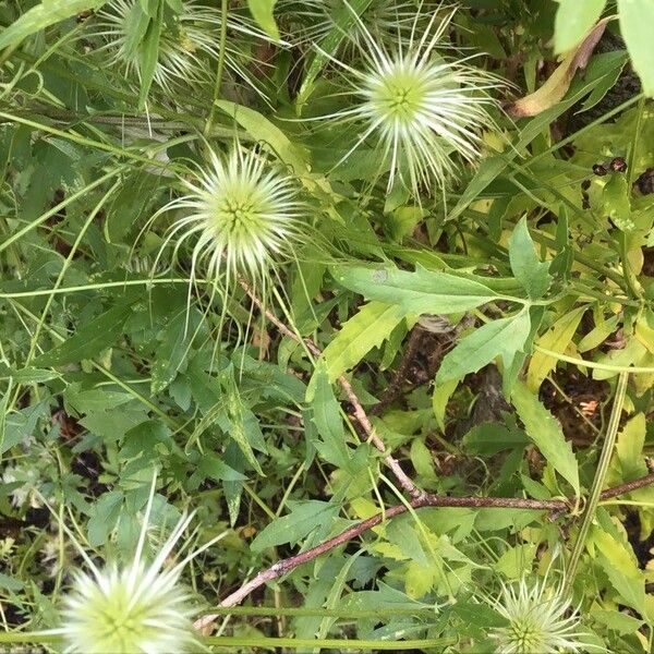 Clematis tangutica Žiedas