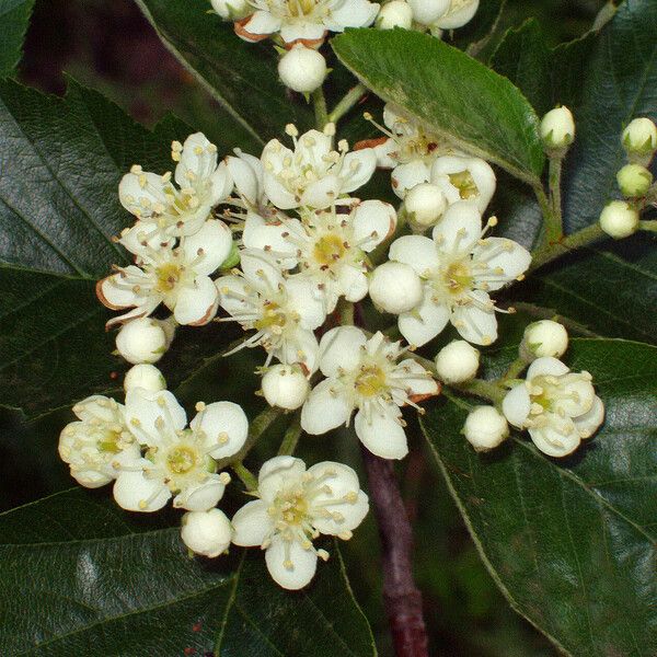 Aria edulis Blomma