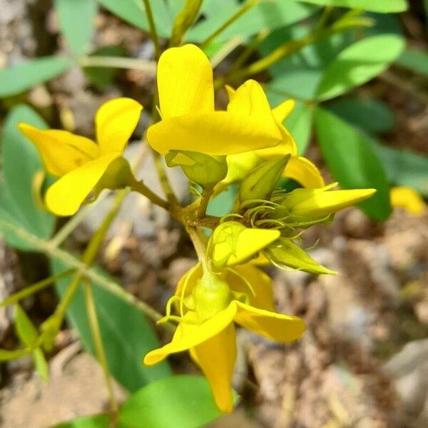 Crotalaria micans Flor