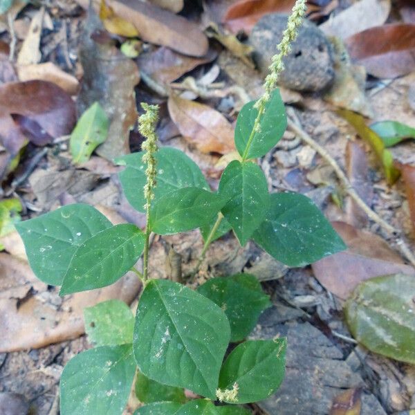 Cyathula prostrata Fiore