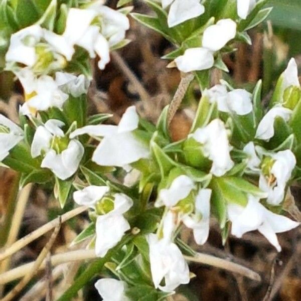 Arenaria aggregata Flor