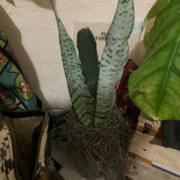 Sansevieria zeylanica List