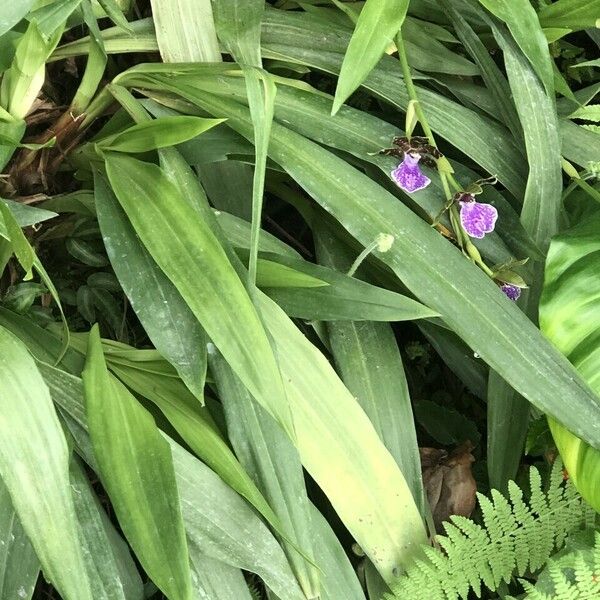 Zygopetalum maculatum List