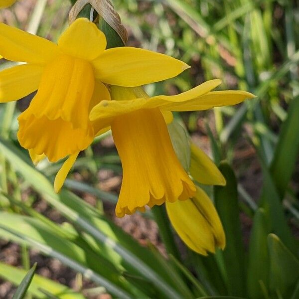 Narcissus cyclamineus Õis