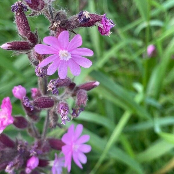 Silene dioica 形態