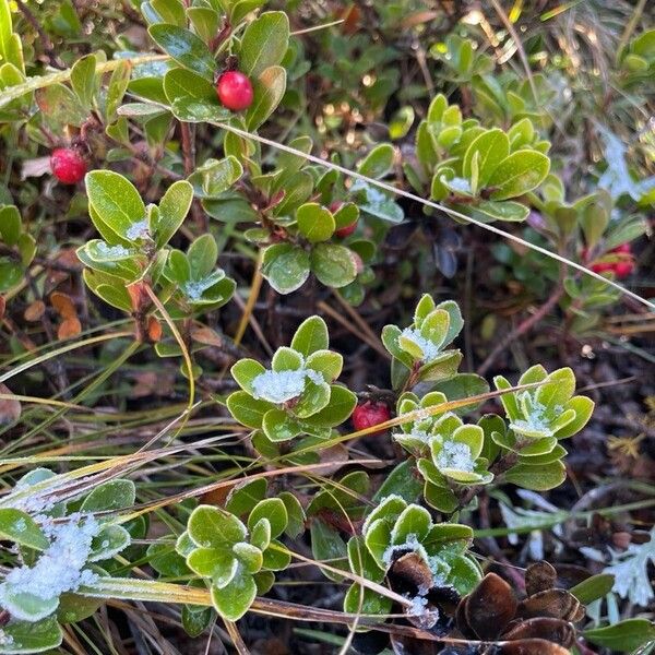 Arctostaphylos uva-ursi Плод