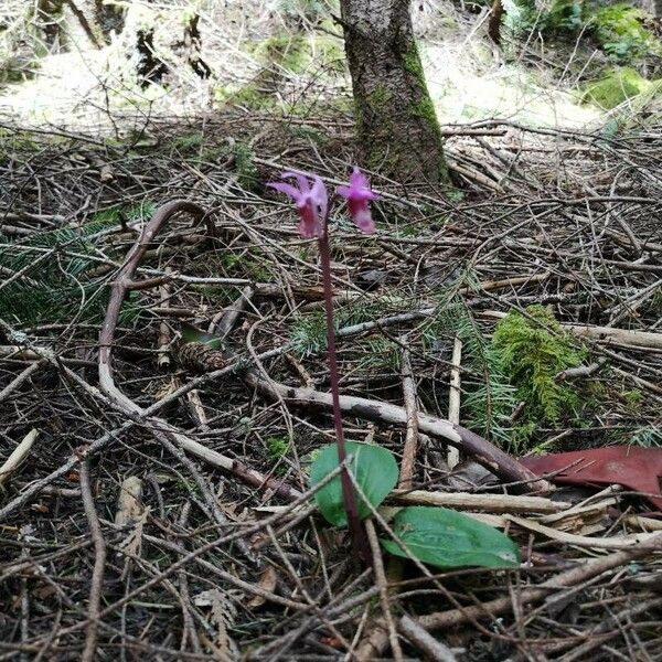 Calypso bulbosa Lorea