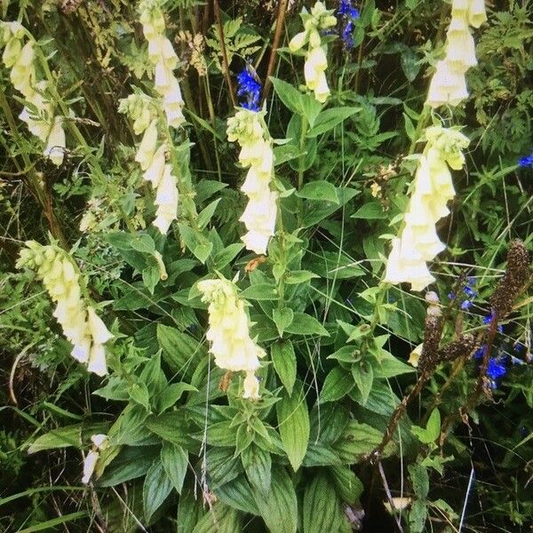 Digitalis grandiflora 形态