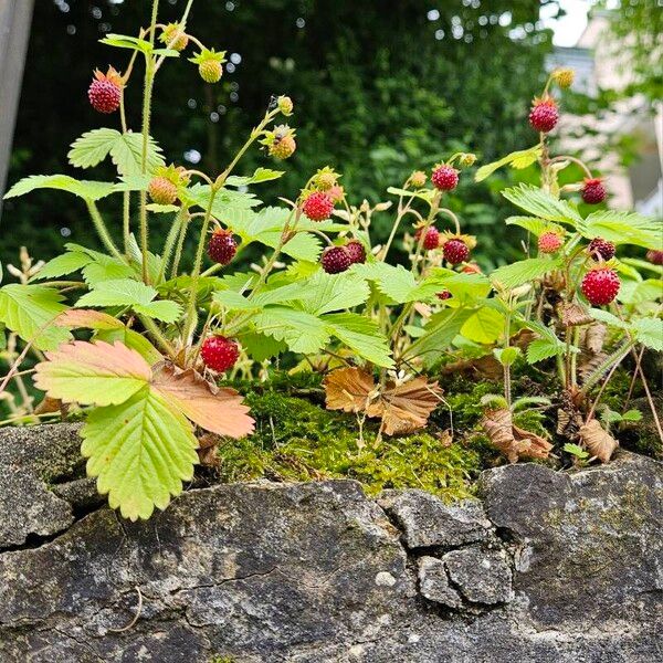 Fragaria vesca Fruit