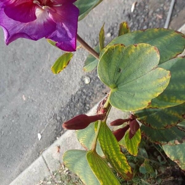 Bauhinia variegata Levél