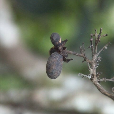 Oxera coronata Fruit