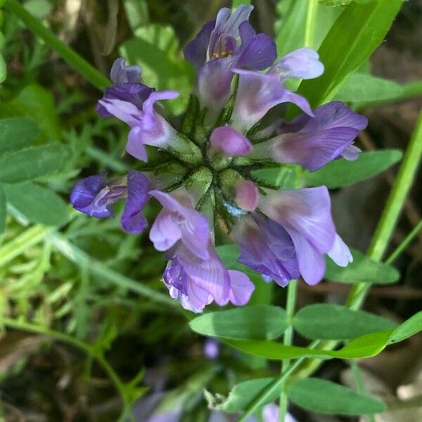 Astragalus danicus फूल