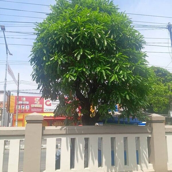 Cerbera manghas 叶
