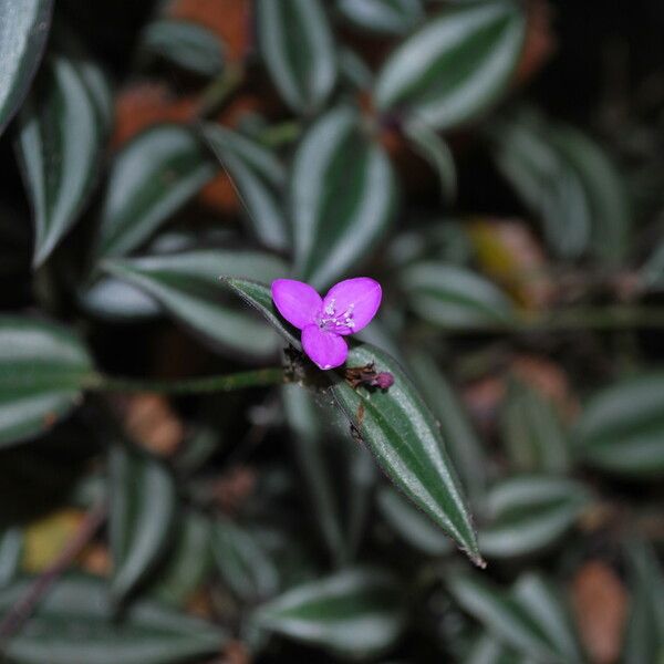 Tradescantia zebrina Blomma