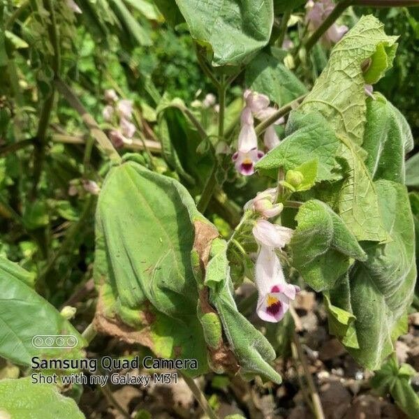 Martynia annua Flors