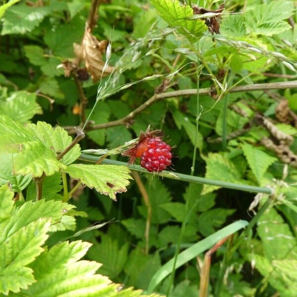 Rubus spectabilis Frukto