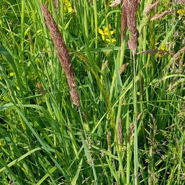 Holcus lanatus Habit