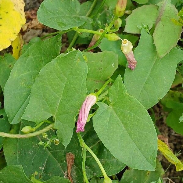 Convolvulus arvensis Leaf